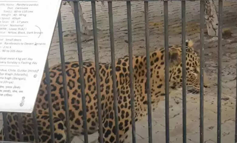 नंदनवन पक्षी विहार में बीते दस सालों से आकर्षण का केंद्र रहा नरसिंह अब लोगों को नजर नहीं आएगा