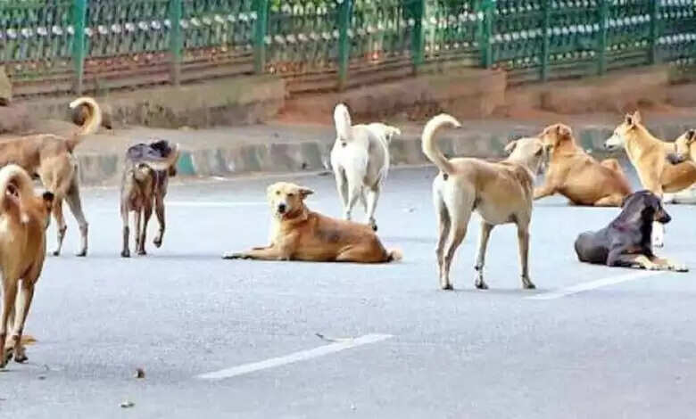 जम्मू-कश्मीर में बॉर्डर से घुसपैठ की कोशिश कर रहे दहशतगर्दों पर सुरक्षाबलों के साथ-साथ आवारा कुत्ते भी भारी पड़ रहे