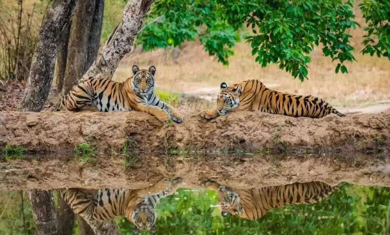 मुख्यमंत्री डॉ. यादव के प्रयासों से कान्हा टाइगर रिजर्व की ऊंची उड़ान
