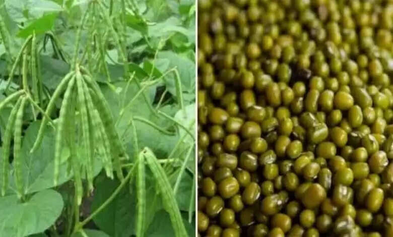 मूंग की खेती के विकल्पों पर कृषि वैज्ञानिक करेंगे प्रबोधन, बैतूल, नर्मदापुरम और हरदा के कृषक करेंगे सहभागिता