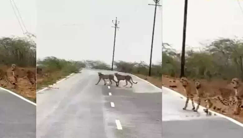 मप्र के कूनो नेशनल पार्क से निकलकर मुरैना पहुंचे पांच चीते, जौरा में सड़क पार करते नजर आए