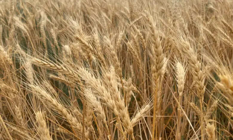 एमपी के किसानों के लिए मौसम विभाग ने दी चिंता वाली खबर,  समय से पहले फसल पकने के कारण गेहूं का दाना प